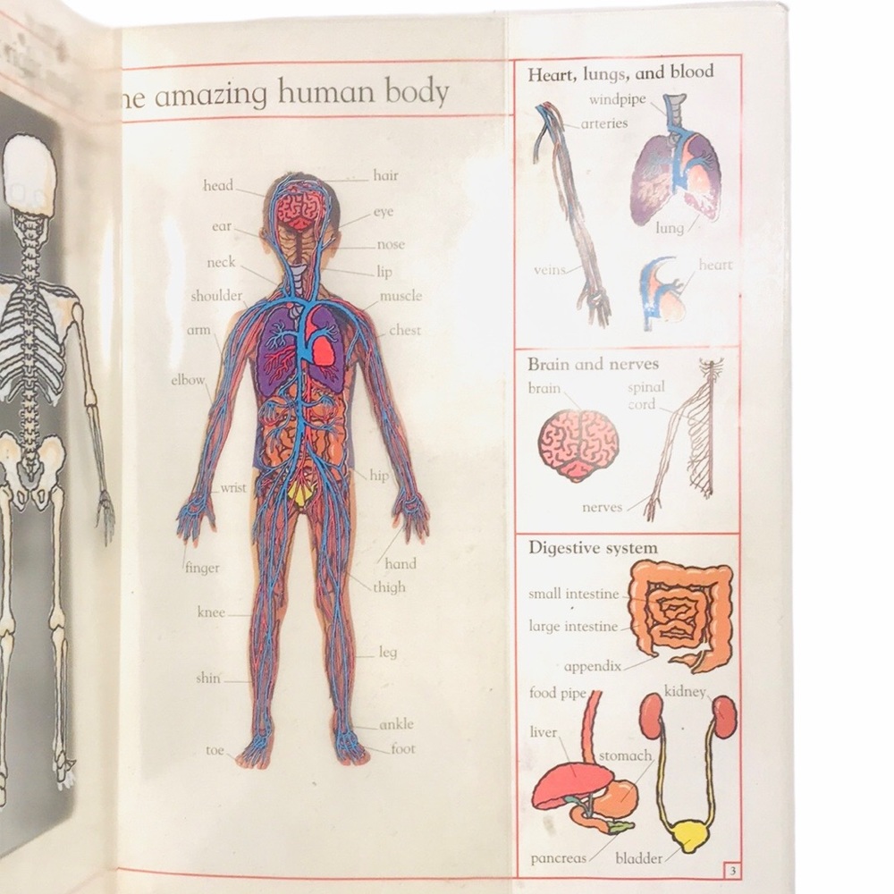 My First Body Book Christopher Rice & Melanie Rice - Picture 6 of 8